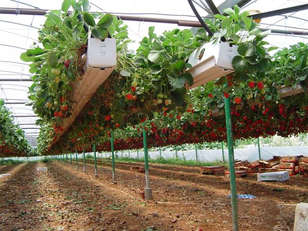 PVC 110 Close Type Mapal Strawberries Soilless Trough PVC 110 Close Type Mapal Strawberries Soilless Trough